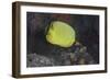 Latticed Buterflyfish, Fiji-Stocktrek Images-Framed Photographic Print