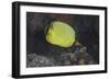 Latticed Buterflyfish, Fiji-Stocktrek Images-Framed Photographic Print