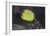 Latticed Buterflyfish, Fiji-Stocktrek Images-Framed Photographic Print