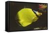 Latticed Butterflyfish-Hal Beral-Framed Stretched Canvas