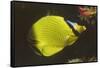 Latticed Butterflyfish-Hal Beral-Framed Stretched Canvas