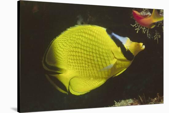 Latticed Butterflyfish-Hal Beral-Stretched Canvas