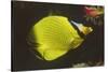 Latticed Butterflyfish-Hal Beral-Stretched Canvas