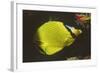 Latticed Butterflyfish-Hal Beral-Framed Photographic Print