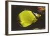 Latticed Butterflyfish-Hal Beral-Framed Photographic Print