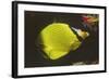 Latticed Butterflyfish-Hal Beral-Framed Photographic Print