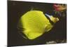 Latticed Butterflyfish-Hal Beral-Mounted Photographic Print