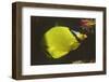 Latticed Butterflyfish-Hal Beral-Framed Photographic Print