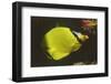 Latticed Butterflyfish-Hal Beral-Framed Photographic Print