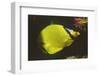 Latticed Butterflyfish-Hal Beral-Framed Photographic Print