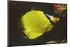 Latticed Butterflyfish-Hal Beral-Mounted Photographic Print