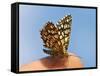 Latticed Heath, Chiasmia Clathrata, Fingertip-Harald Kroiss-Framed Stretched Canvas