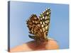 Latticed Heath, Chiasmia Clathrata, Fingertip-Harald Kroiss-Stretched Canvas