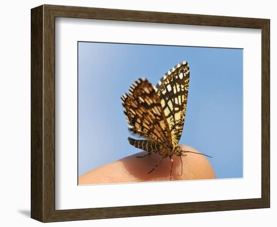 Latticed Heath, Chiasmia Clathrata, Fingertip-Harald Kroiss-Framed Photographic Print