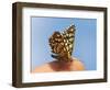 Latticed Heath, Chiasmia Clathrata, Fingertip-Harald Kroiss-Framed Photographic Print