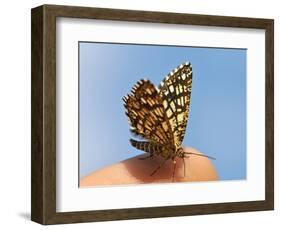 Latticed Heath, Chiasmia Clathrata, Fingertip-Harald Kroiss-Framed Photographic Print