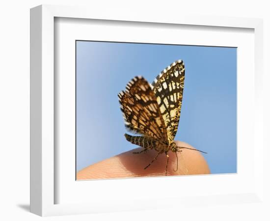 Latticed Heath, Chiasmia Clathrata, Fingertip-Harald Kroiss-Framed Photographic Print