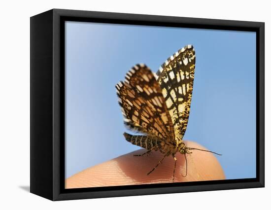 Latticed Heath, Chiasmia Clathrata, Fingertip-Harald Kroiss-Framed Stretched Canvas