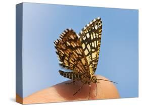 Latticed Heath, Chiasmia Clathrata, Fingertip-Harald Kroiss-Stretched Canvas