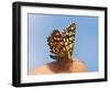 Latticed Heath, Chiasmia Clathrata, Fingertip-Harald Kroiss-Framed Photographic Print