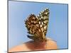 Latticed Heath, Chiasmia Clathrata, Fingertip-Harald Kroiss-Mounted Photographic Print