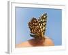 Latticed Heath, Chiasmia Clathrata, Fingertip-Harald Kroiss-Framed Photographic Print