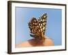 Latticed Heath, Chiasmia Clathrata, Fingertip-Harald Kroiss-Framed Photographic Print