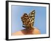 Latticed Heath, Chiasmia Clathrata, Fingertip-Harald Kroiss-Framed Photographic Print