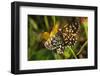 Latticed Heath, Chiasmia Clathrata, Flower, Yellow-Harald Kroiss-Framed Photographic Print