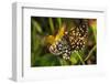 Latticed Heath, Chiasmia Clathrata, Flower, Yellow-Harald Kroiss-Framed Photographic Print