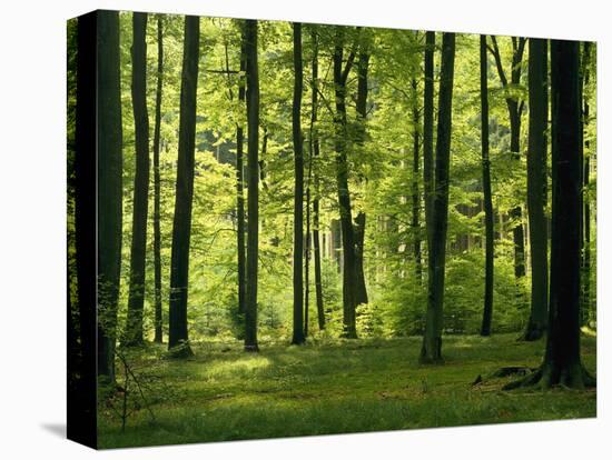 Laubwald, Buchenwald, Waldboden, Wald, Bv¤Ume, Buchen, Laubbv¤Ume-Thonig-Stretched Canvas