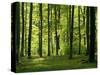 Laubwald, Buchenwald, Waldboden, Wald, Bv¤Ume, Buchen, Laubbv¤Ume-Thonig-Stretched Canvas