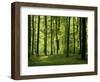 Laubwald, Buchenwald, Waldboden, Wald, Bv¤Ume, Buchen, Laubbv¤Ume-Thonig-Framed Photographic Print