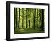 Laubwald, Buchenwald, Waldboden, Wald, Bv¤Ume, Buchen, Laubbv¤Ume-Thonig-Framed Photographic Print