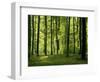 Laubwald, Buchenwald, Waldboden, Wald, Bv¤Ume, Buchen, Laubbv¤Ume-Thonig-Framed Photographic Print