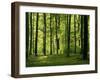 Laubwald, Buchenwald, Waldboden, Wald, Bv¤Ume, Buchen, Laubbv¤Ume-Thonig-Framed Photographic Print