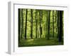 Laubwald, Buchenwald, Waldboden, Wald, Bv¤Ume, Buchen, Laubbv¤Ume-Thonig-Framed Photographic Print