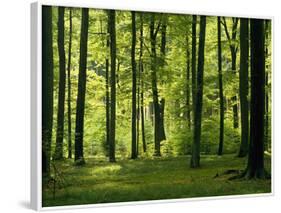 Laubwald, Buchenwald, Waldboden, Wald, Bv¤Ume, Buchen, Laubbv¤Ume-Thonig-Framed Photographic Print