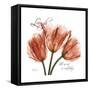 Laugh Tulips-Albert Koetsier-Framed Stretched Canvas