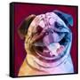 Laughing Dog-Enrico Varrasso-Framed Stretched Canvas