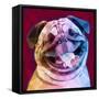 Laughing Dog-Enrico Varrasso-Framed Stretched Canvas