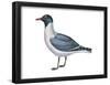 Laughing Gull (Larus Atricilla), Birds-Encyclopaedia Britannica-Framed Poster