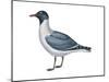 Laughing Gull (Larus Atricilla), Birds-Encyclopaedia Britannica-Mounted Poster