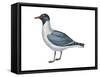 Laughing Gull (Larus Atricilla), Birds-Encyclopaedia Britannica-Framed Stretched Canvas