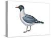 Laughing Gull (Larus Atricilla), Birds-Encyclopaedia Britannica-Stretched Canvas