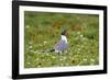 Laughing Gull, Larus atricilla, breeding activity-Larry Ditto-Framed Photographic Print