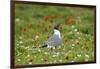 Laughing Gull, Larus atricilla, breeding activity-Larry Ditto-Framed Photographic Print