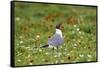 Laughing Gull, Larus atricilla, breeding activity-Larry Ditto-Framed Stretched Canvas