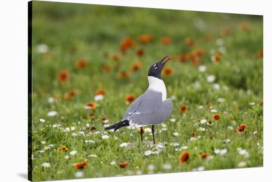 Laughing Gull, Larus atricilla, breeding activity-Larry Ditto-Stretched Canvas