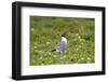 Laughing Gull, Larus atricilla, breeding activity-Larry Ditto-Framed Photographic Print